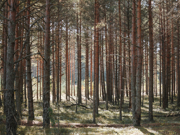 41 человек заблудился в лесах Псковской области с начала года