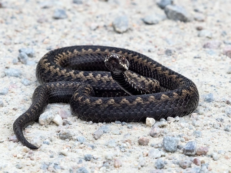 Московские врачи спасли женщину, которую в Карелии укусила змея