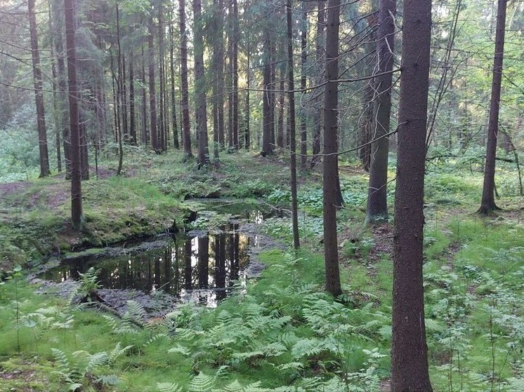 Мужчина погиб во время прогулки по лесу около поселка Громово