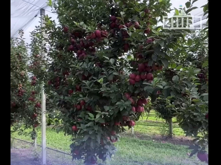 В садоводческих хозяйствах Кабардино-Балкарии идет сбор урожая яблок