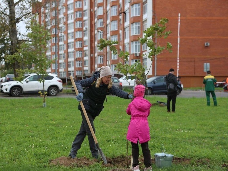 Кленовая и липовая аллея высажены в Серпухове