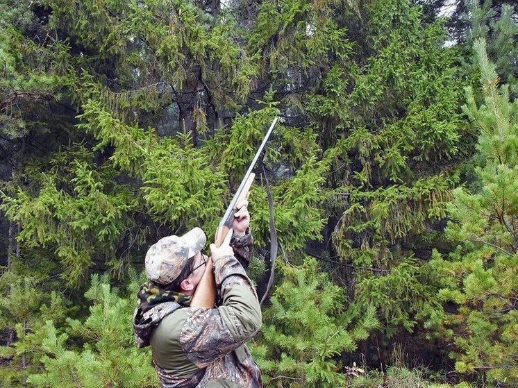 В Ярославской области начали охотиться на лисиц и енотов