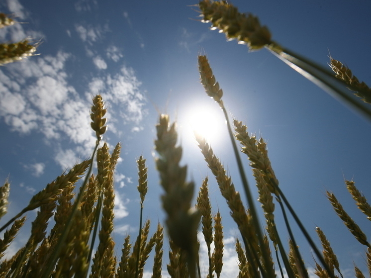 На Украине удивились польскому запрету на импорт зерна