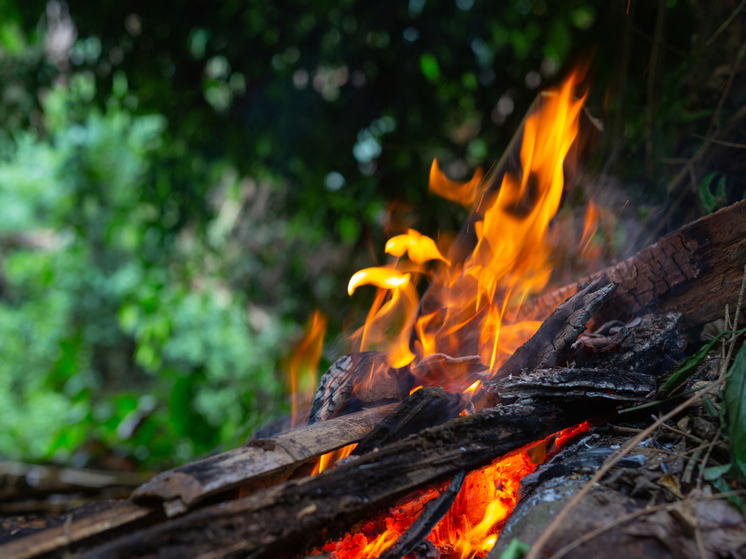 Ягодники спровоцировали новый лесной пожар на севере Сахалина
