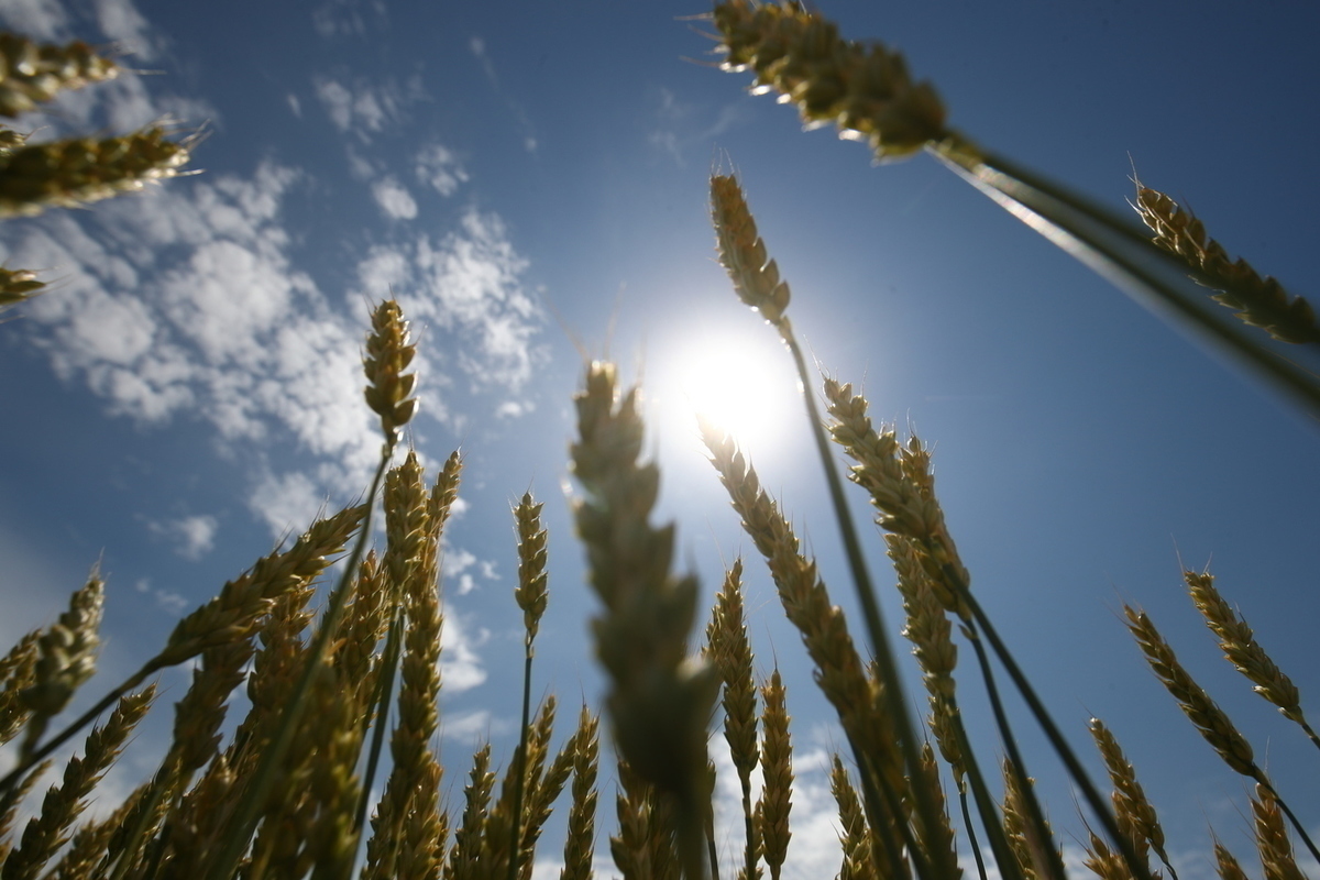 Ukraine was surprised by the Polish ban on grain imports