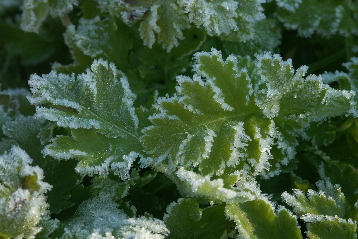 The first frosts were recorded in Moscow and the Moscow region