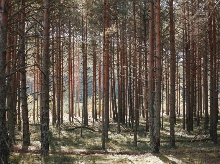 День работников леса отмечают в России 17 сентября