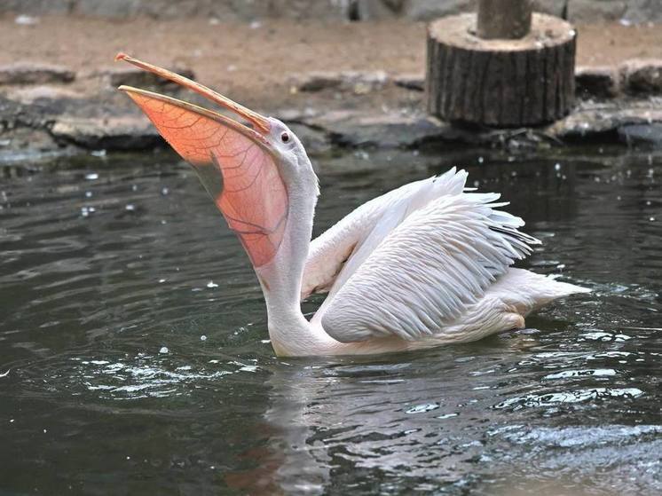 Ленинградский зоопарк рассказал петербуржцам о повадках пеликанов