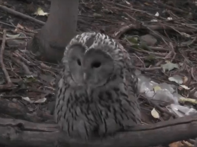 Любопытная сова доверчиво позировала для видео жительнице Петрозаводска