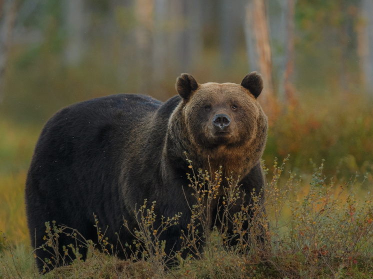 Медведь насмерть загрыз мужчину в лесу в Ленобласти