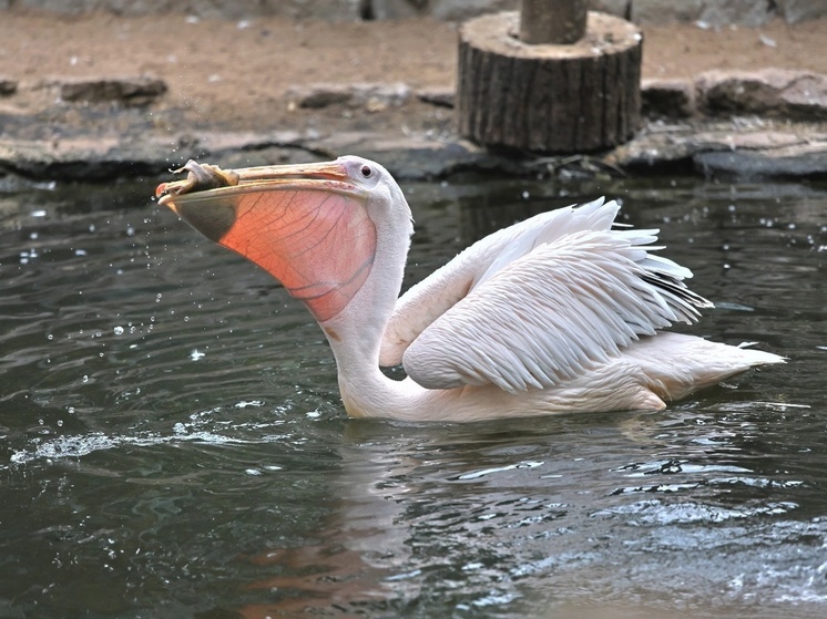 В Ленинградском зоопарке показали охотящихся пеликанов