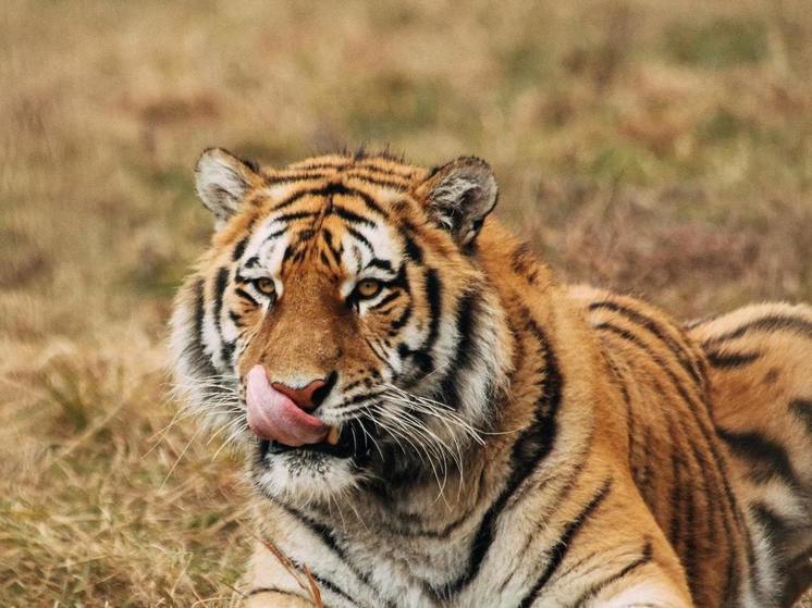 В Приморском крае перебегающий дорогу тигр попал в объектив камеры
