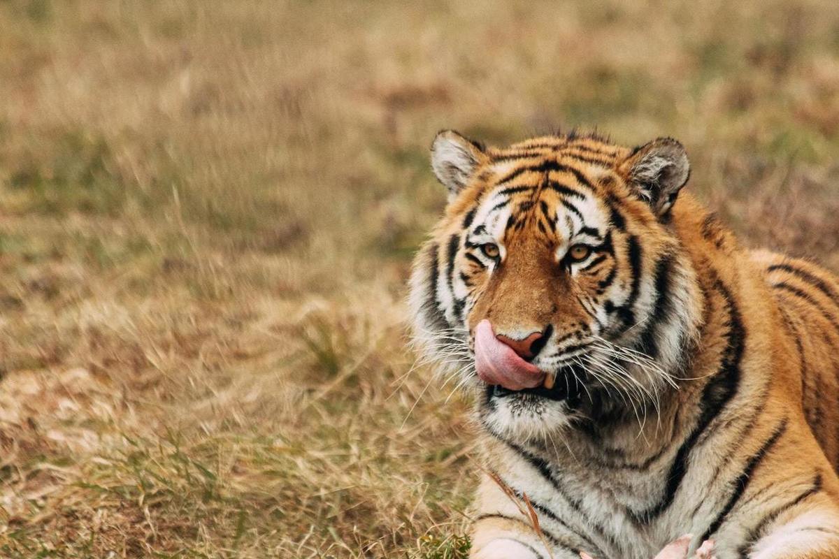 In the Primorsky Territory, a tiger crossing the road was caught on camera
