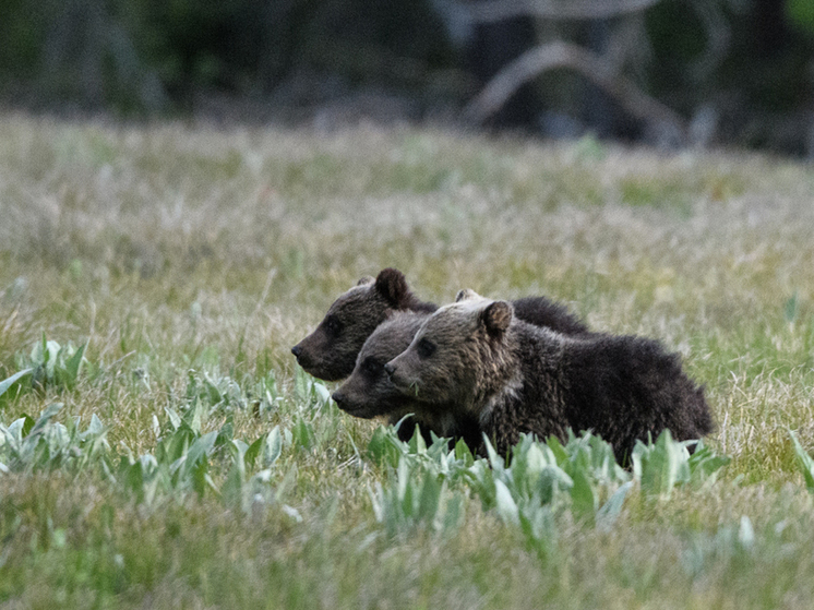 На Сахалине двух медвежат вызволили из заброшенного открытого коллектора