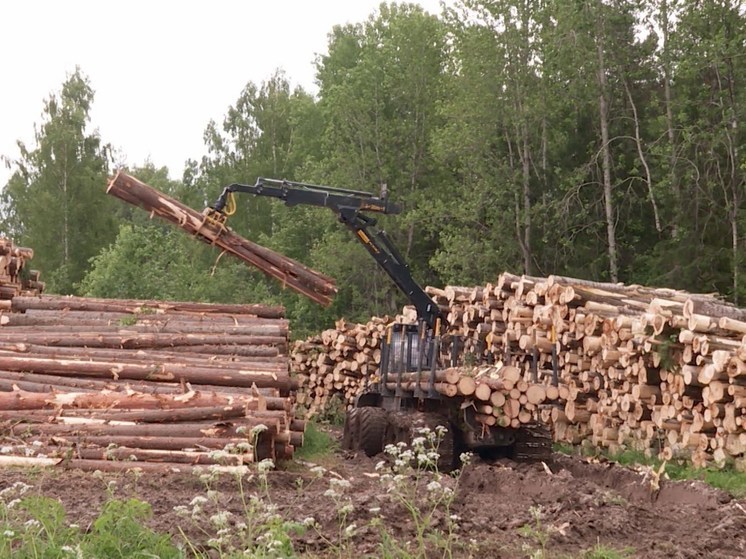 Костромские лесопромышленники заплатили в казну налогов больше, чем ожидалось