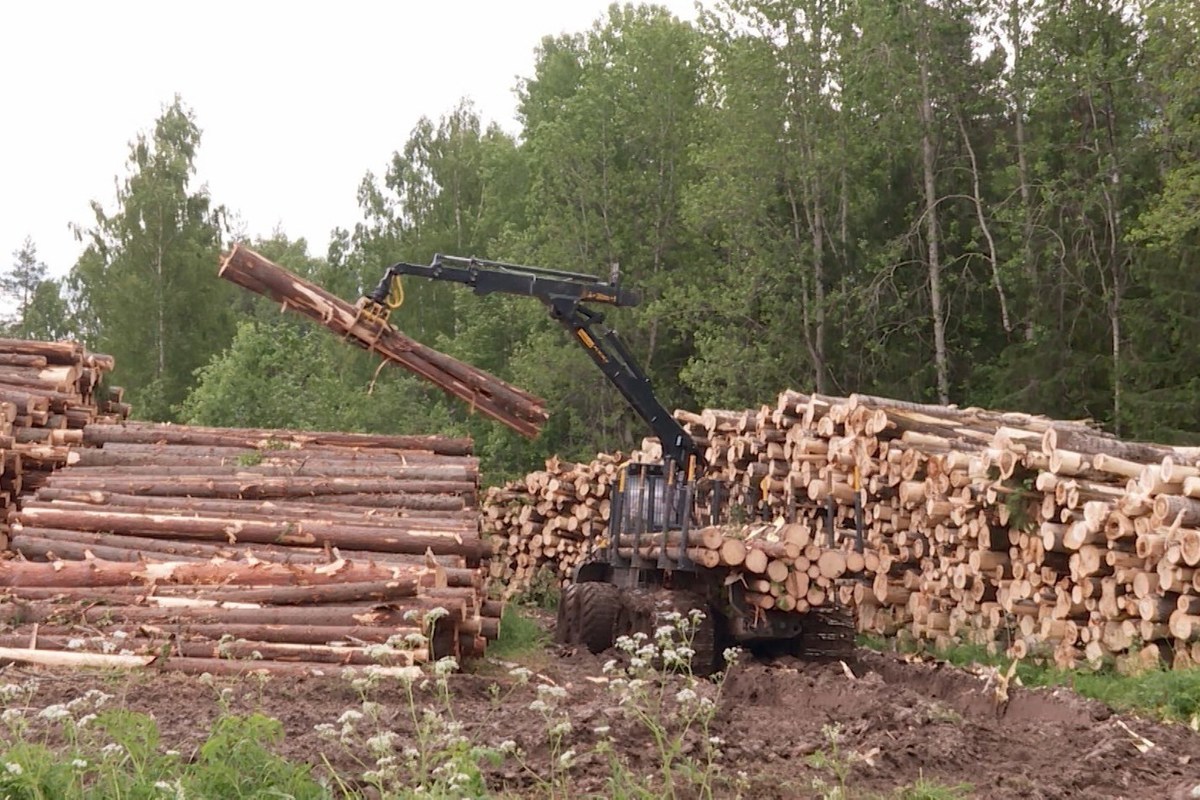 Костромские лесопромышленники заплатили в казну налогов больше, чем ожидалось