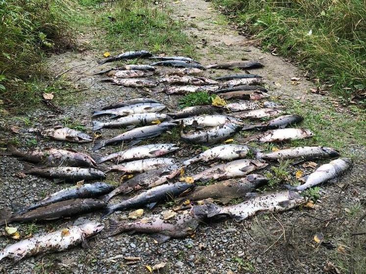 Браконьеры незаконно наловили более 40 хвостов горбуши на Сахалине