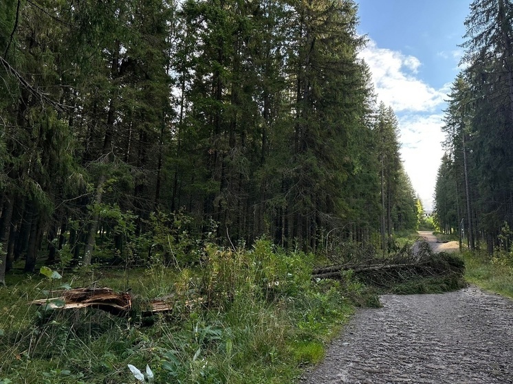 Ветер повалил деревья в лесопарке Петрозаводска