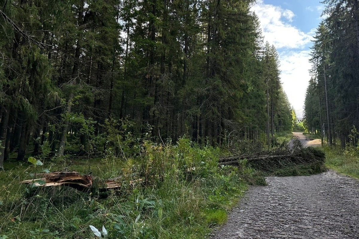 Ветер повалил деревья в лесопарке Петрозаводска