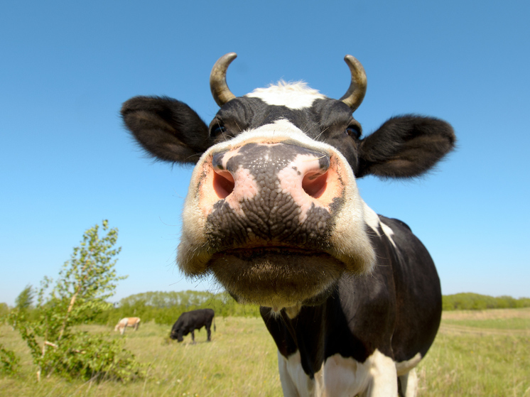 В НАО увеличилось производство молока и поголовье крупного рогатого скота