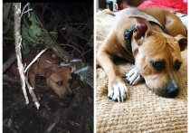 В Новосибирске 15 сентября в овраге нашли привязанную к веткам собаку