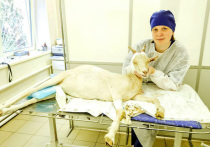 Ампутацию уха… козе провели столичные ветеринары