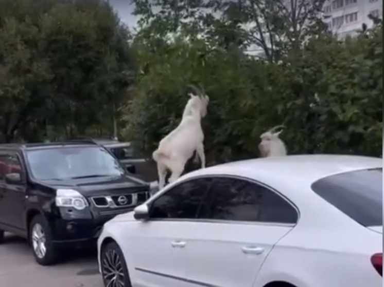 В Москве два козла устроили драку на капоте автомобиля