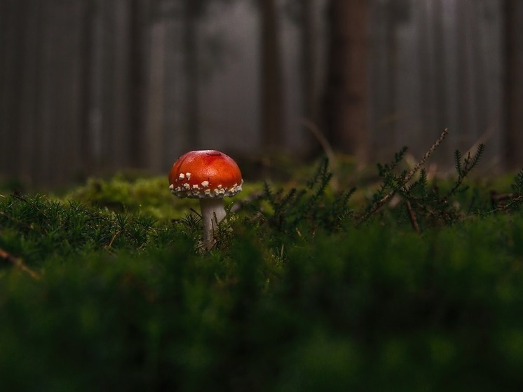 В Башкирии грибник отбился от группы и заблудился