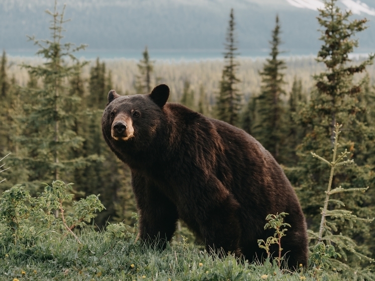 Охотнадзор опроверг информацию о медведе, загрызшем мужчину в Ломоносовском районе