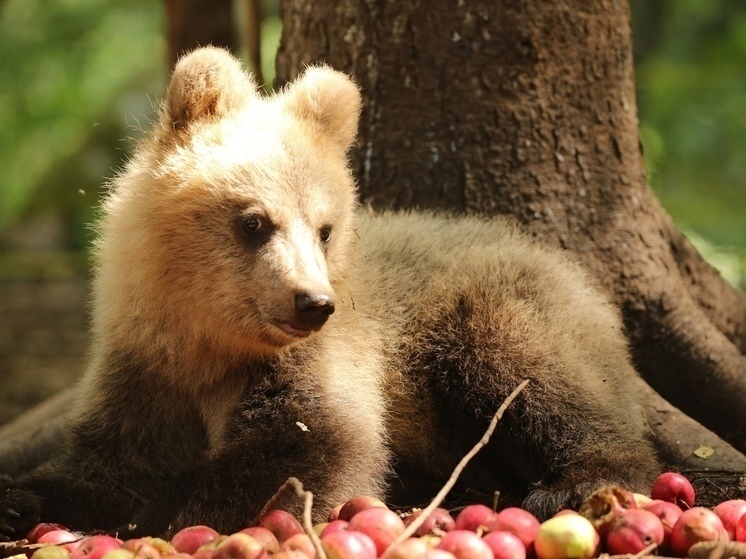 Медвежата-сироты в Тверской области демонстрируют альтернативные способы поедания яблок