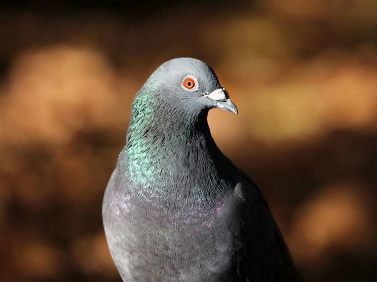 В Омске устанавливают причину массовой гибели голубей в Старозагородной роще