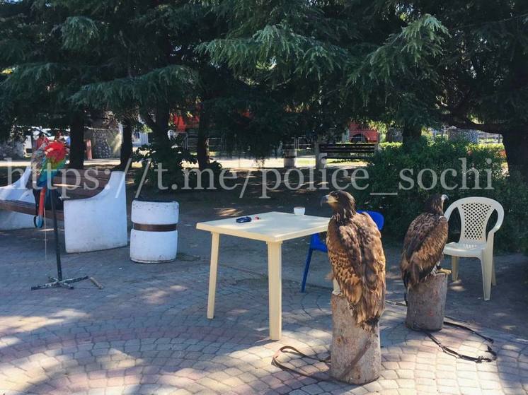 В Сочи полицейские поймали орла, улетевшего от нелегального фотографа