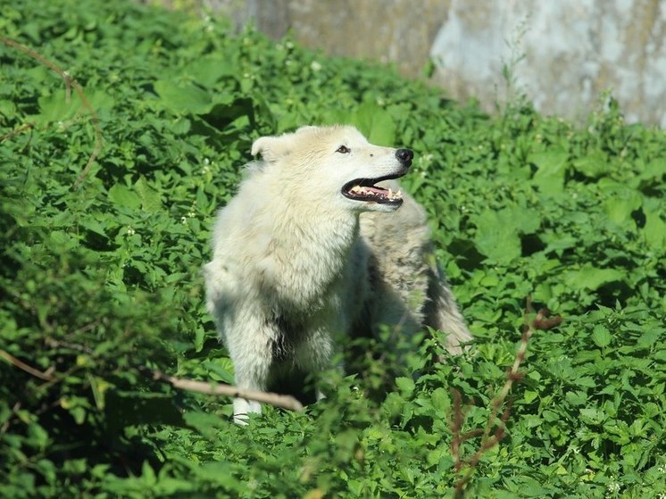 В Калининградском зоопарке «поженят» волков-одиночек Весту и Акелу
