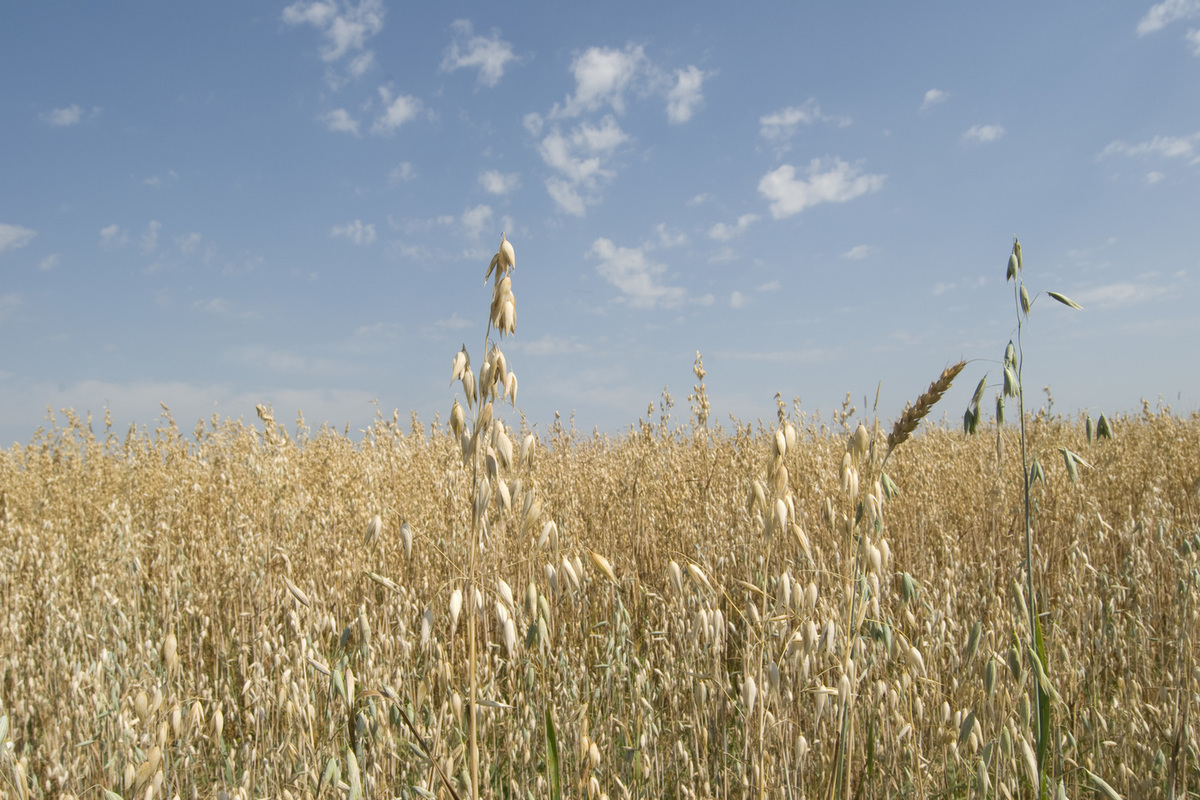 Kyiv presented to the European Union a proposal for the import of Ukrainian grain