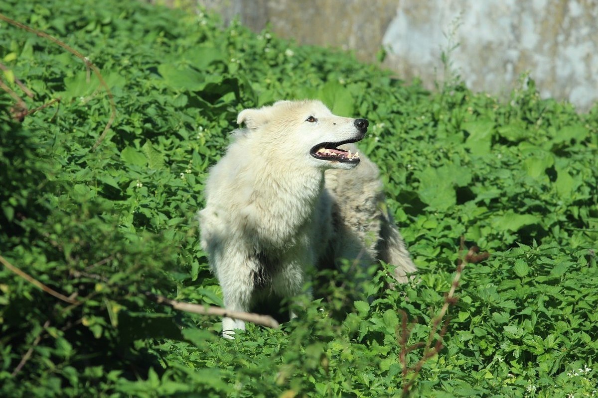В Калининградском зоопарке «поженят» волков-одиночек Весту и Акелу