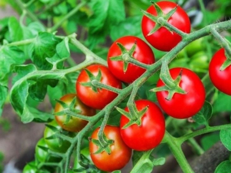 Помидоры черри впервые вырастят в чукотской теплице "Живая зелень"