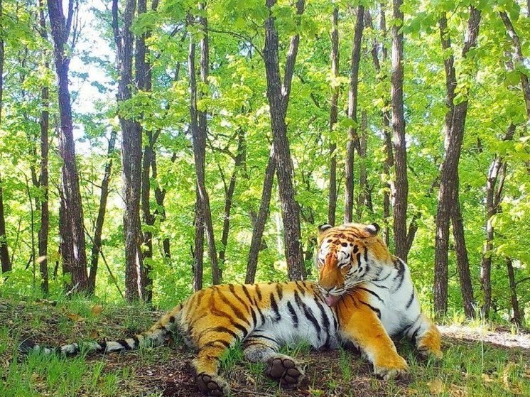 «Земля леопарда» приготовила подарки на День тигра-2023 во Владивостоке