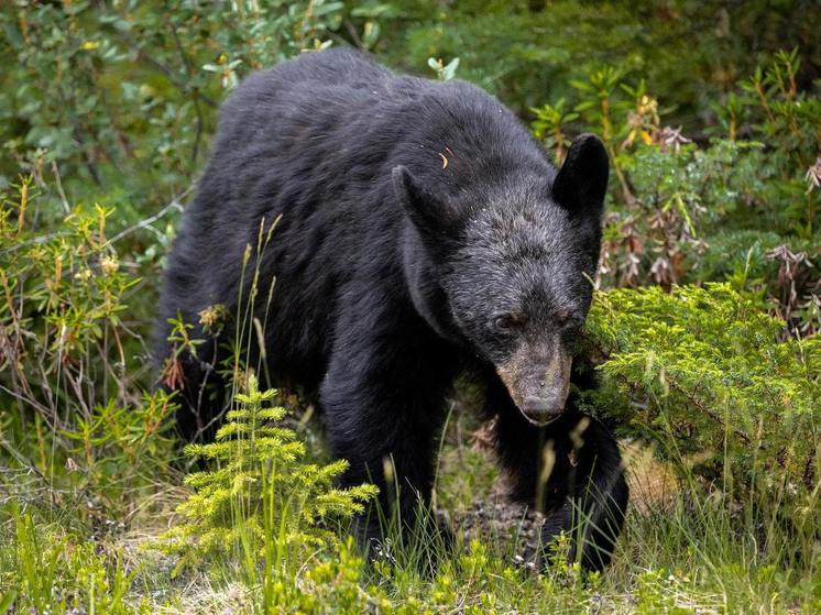 В Диснейленде во Флориде поймали пробравшегося в парк чёрного медведя