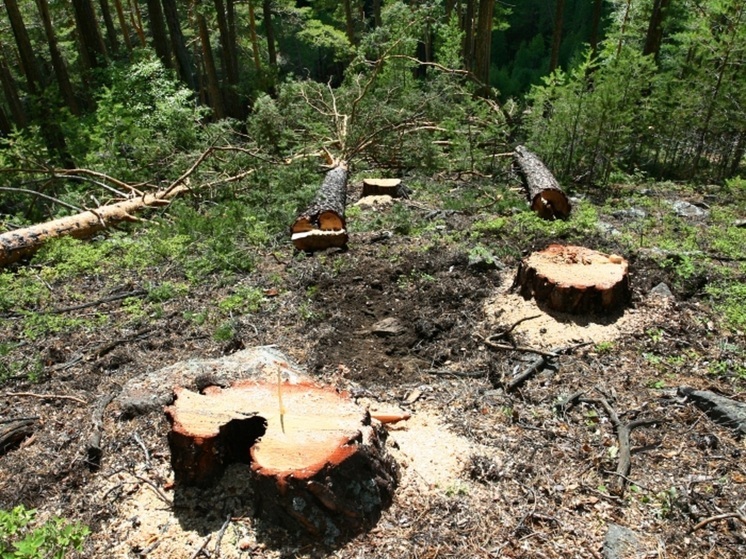 За неделю в Бурятии выявили шесть случаев незаконных рубок деревьев