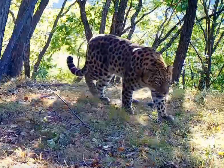 Земля леопарда» в Приморье показала новые кадры с дальневосточным леопардом