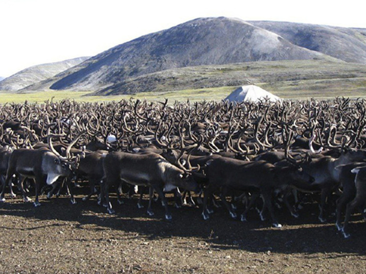 К оленеубойной кампании подготовились сельхозпредприятия Чукотки