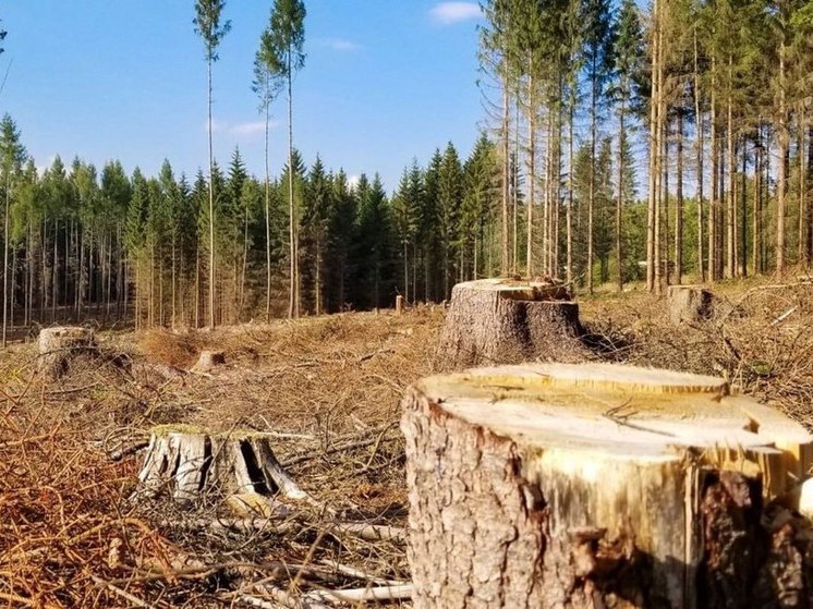 Житель Хакасии отправится под суд за вырубку леса