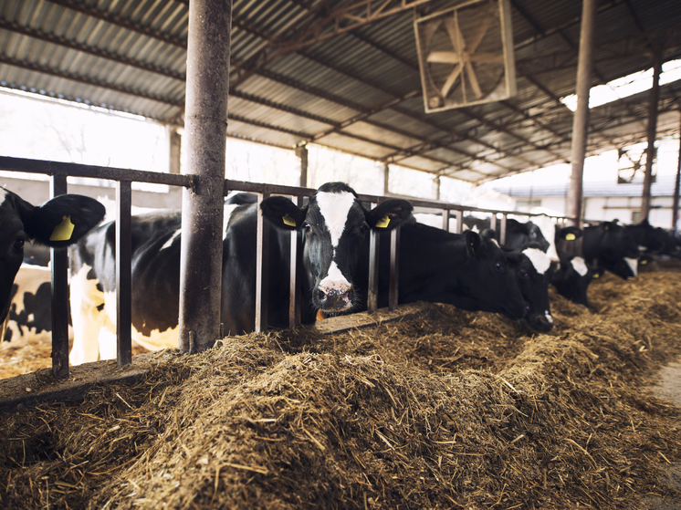 Прокуратура проведет внеплановую проверку коровьей фермы на Сахалине