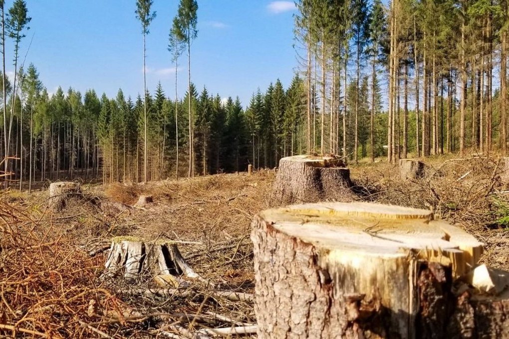 Вырубка лесов картинки для презентации