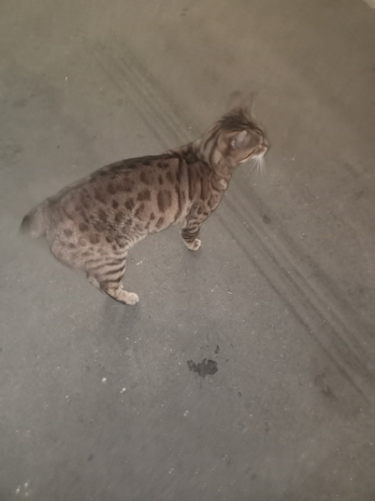 В Конаково Тверской области нашли бегающей по улице очень дорогую кошку
