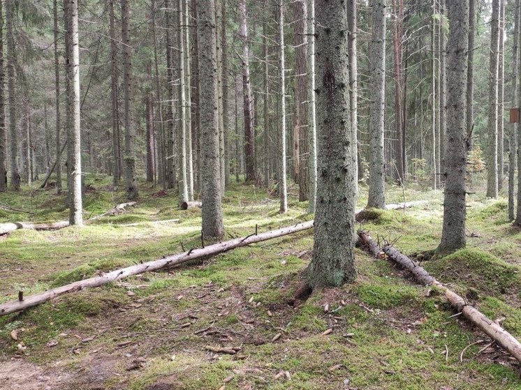 Жители Ленобласти станут участниками осенней акции «Сохраним лес»