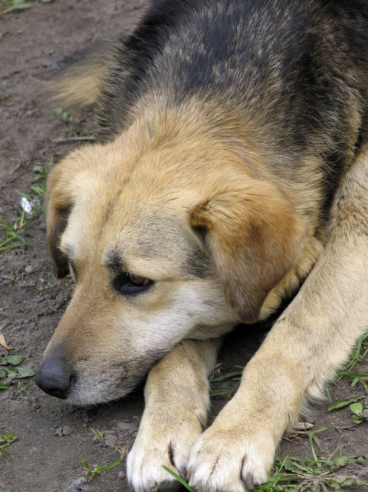В округе Щёлково отловили свыше 430 бездомных собак