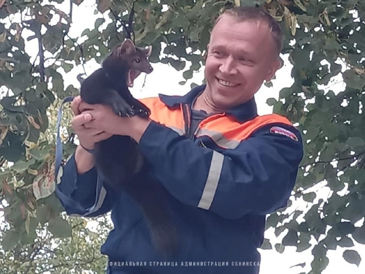 В Обнинске прошла операция по спасению соболя с высокого дерева
