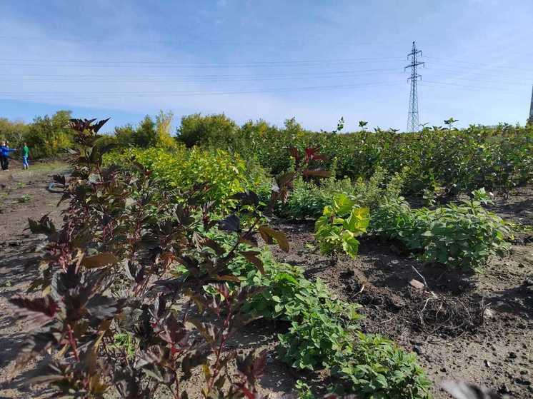 В Омске высадят 25 тысяч кустарников и 5 тысяч деревьев на городских субботниках