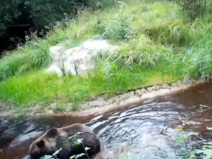 Медведь устроил купания в Нижне-Свирском заповеднике